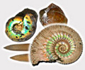 Types of fossils