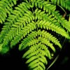 Pteridium