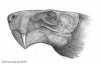Gorgonops83