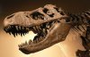 Allosaurus
