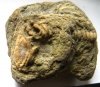 anatolich