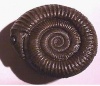 gromoseka