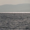 ammonit32