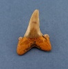 Grekucap