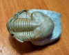 SadIllaenus