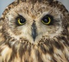 HagOwl