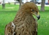 Orionius79