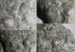Ледниковые отложения Калининградской области