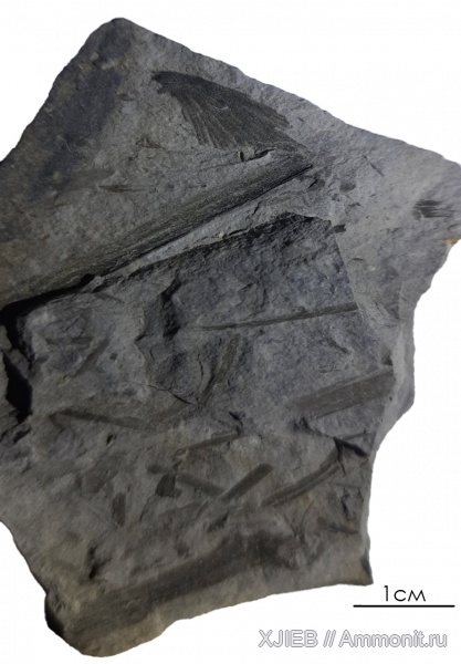 карбон, растения, палеозой, нижний карбон, ?, серпуховский ярус, Archaeopteris, Томск
