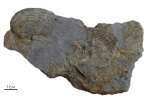 Schuchertella tomskiensis Jan.