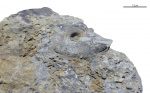 Bellerophon sp.