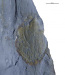 Aviculopecten sp.