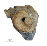 Bellerophon sp.