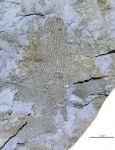 Fenestella veneris Fisch.