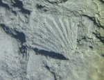 Hustedia radialis Phill.