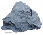Polypora porosa Eichw.