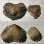 Брахиоподы из Гжели Camerisma pyramidata