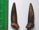 Тамбовская селедка Enchodus