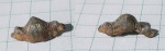 Тамбовский Polyacrodus