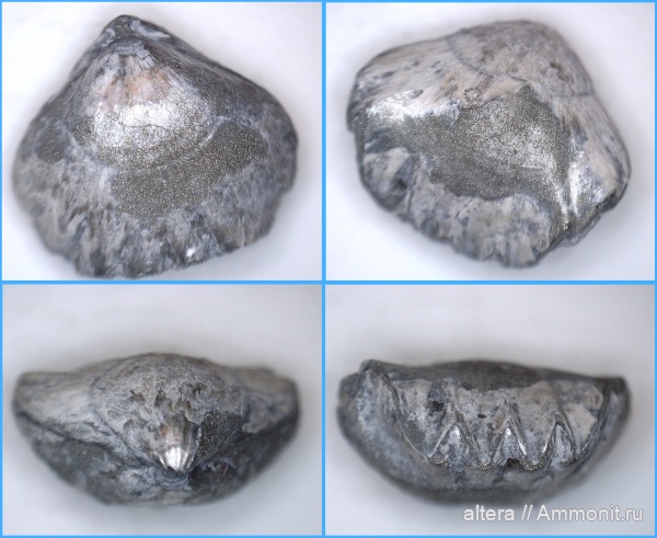 Ivanoviella, Rhynchonellida