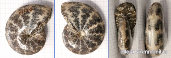 Мадагаскар, Euphylloceras
