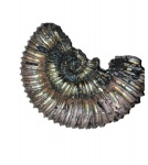 Аммонит Peltoceras