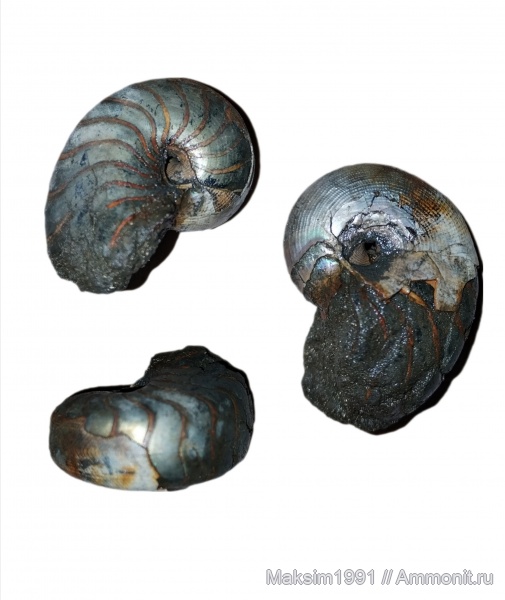 Cenoceras, Nautilida