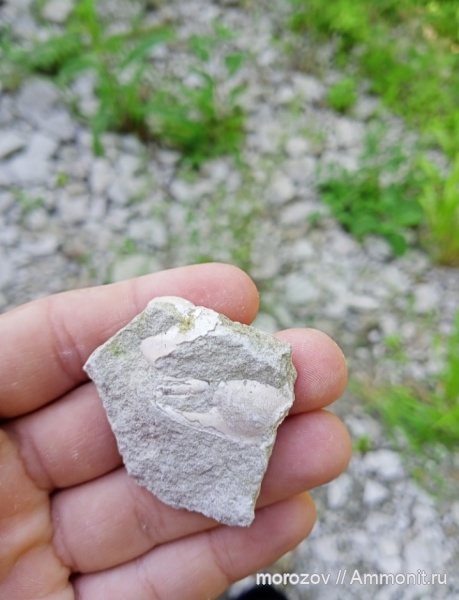 Protocallianassa faujasi
