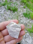 Клешни рака из Маастрихта Protocallianassa faujasi