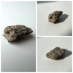 Одиночный коралл Rugosa
