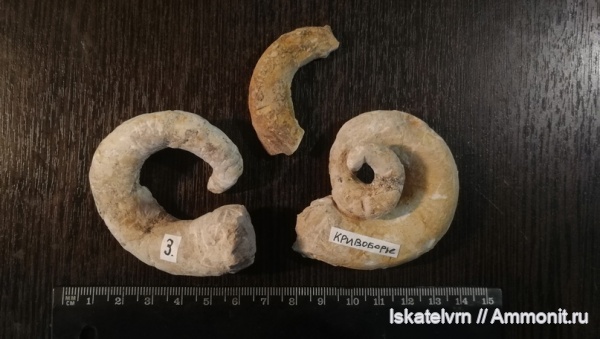 Gastropoda, Воронежская область, Кривоборье