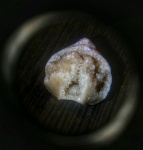 Athyris concentrica