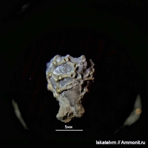 Aulopora, Rugosa, Воронежская область, Кривоборье