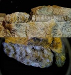 Nautiloidea 2.
