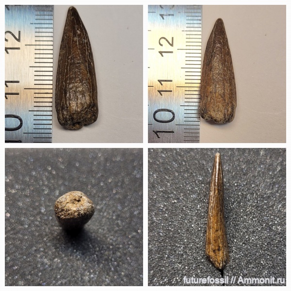 мел, сеноман, зубы рыб, Protosphyraena