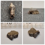 Polyacrodus с кусочком челюсти