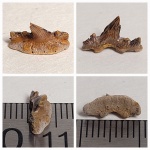 Зуб Cladodus