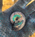 Аммонит Garniericeras catenulatum