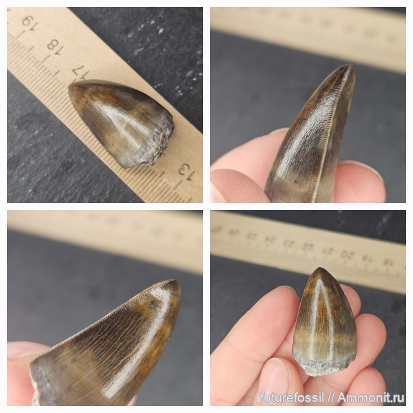 Phytosauria, архозавр, фитозавр, rutiodon