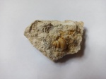 Палеофауна из Пирочинского карьера