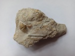 Брахиопода Brachythyrina