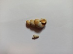 Гастроподы Палеостилус  (Gastropoda Palaeostylus)
