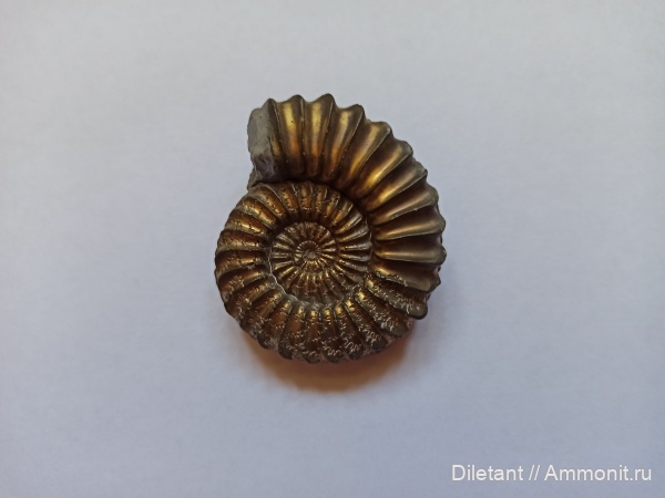 аммониты, юра, Германия, плинсбах, нижняя юра, Pleuroceras, Ammonites, Pleuroceras spinatum, Amaltheidae, плинсбахский ярус, ранняя юра, верхний плинсбах, Pliensbachian, Jurassic, Lower Jurassic