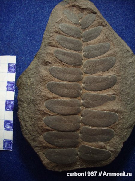Neuropteris, Neuropteris gigantea