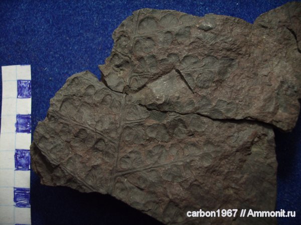 Eusphenopteris obtusiloba, Eusphenopteris