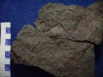 птеридосперм Eusphenopteris obtusiloba.свита С 2 / 4.башкирский ярус.