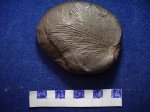 птеридосперм Neuropteris sp. свита С 2 / 4.башкирский ярус.
