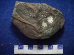 Птеридосперм Odontopteris sp. свита С 2 / 4.башкирский ярус.