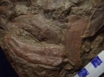 птеридоспрм Neuropteris  gigantea f. arcuata.свита С 2 / 4.башкирский ярус.