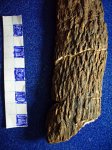 крупный план коры -Tylodendron speciosum тип 2.свита С 2 / 3.башкирский ярус.